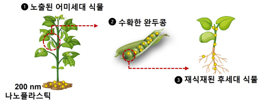 미세·나노플라스틱에 노출된 식물에서 생산된 열매와 그 열매에서 성장한 후세대 식물에서도 미세 플라스틱이관찰됐다.  연구재단 제공